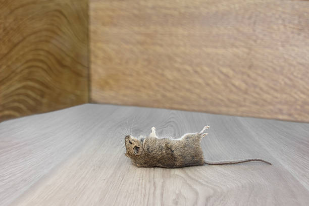 플랫의 구석에 닫기 죽은 마우스 - dead animal mouse dead body death 뉴스 사진 이미지