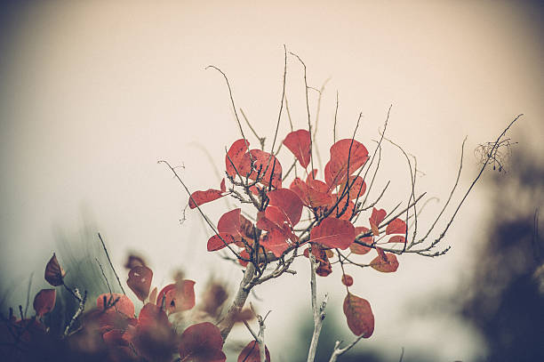 Red Karsian Smoketree