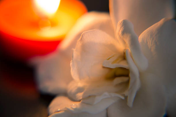 istock Gardenia flower, candle 623889176