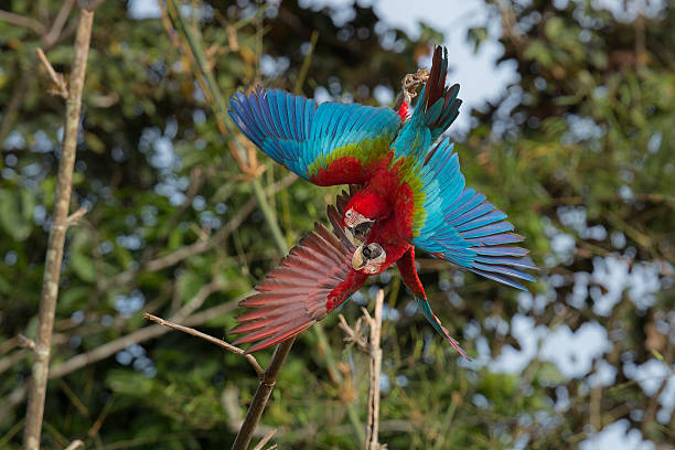 istock parrot in the nature habitat 623895996