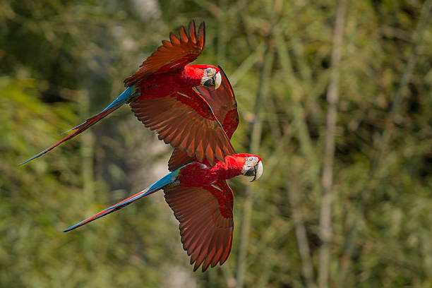 istock parrot in the nature habitat 623896134