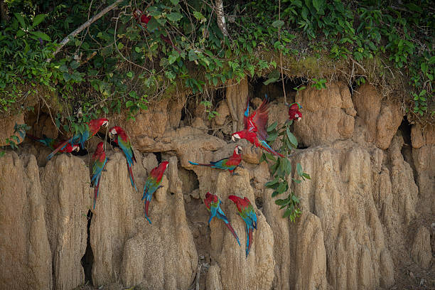 istock parrot in the nature habitat 623896290