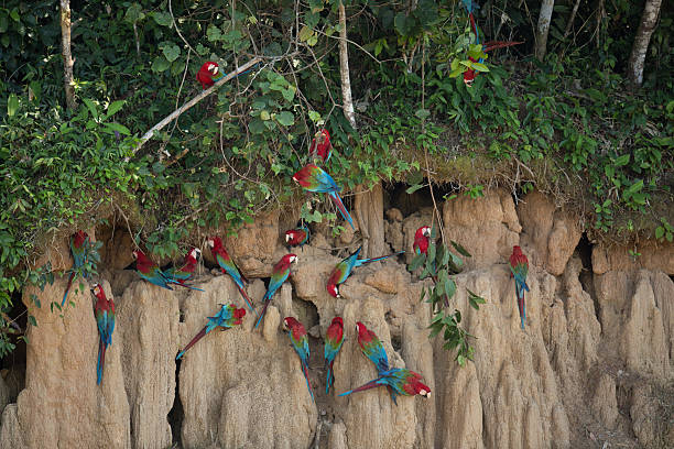 istock parrot in the nature habitat 623896406
