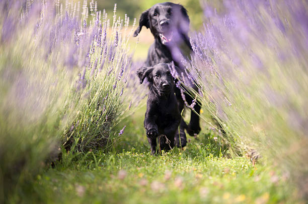 Two black dogs running through lavender field