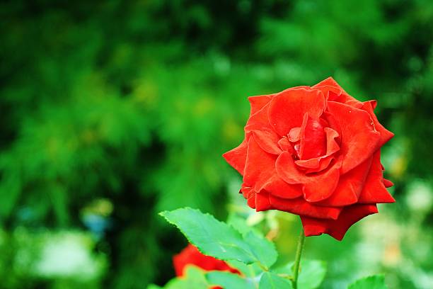istock Red Rose/Red Rose in the Forest 623897350