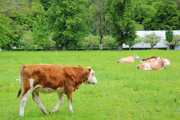 vila montanhosa de interlaken, suíça - brienz interlaken switzerland rural scene - fotografias e filmes do acervo