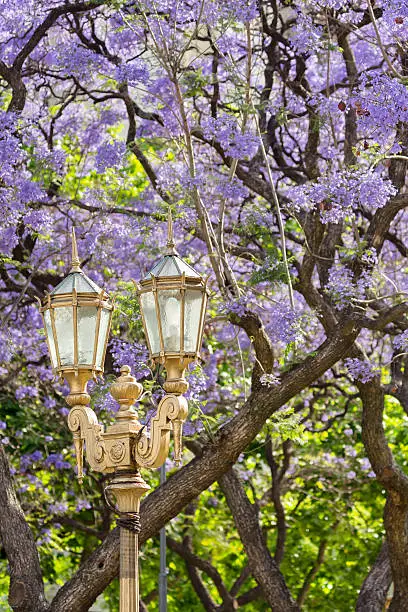 Argentina Buenos Aires streetlamp jacaranda tree in spring