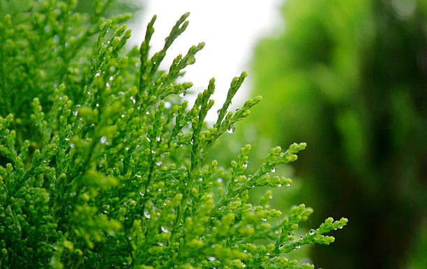 Dewdrop on Platycladus orientalis Dewdrop on Platycladus Orientalis in the morning chinese arborvitae stock pictures, royalty-free photos & images