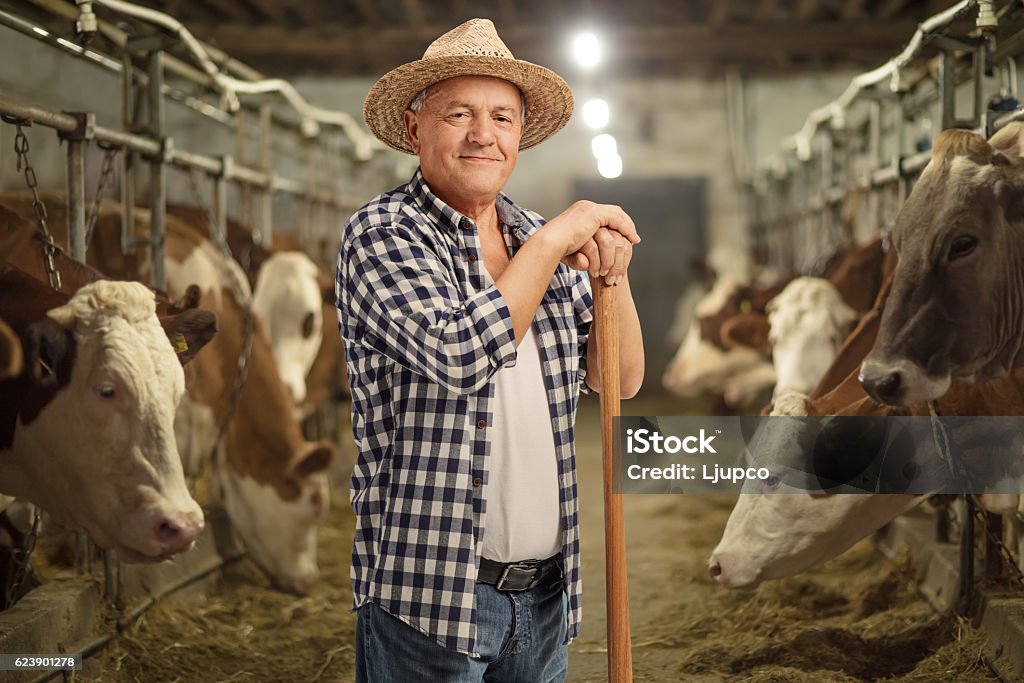 Reifer Bauer posiert in einem Kuhstall - Lizenzfrei Bauernberuf Stock-Foto