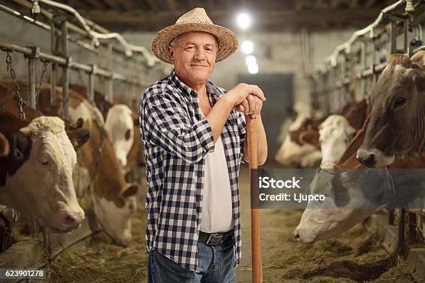 Reifer Bauer Posiert In Einem Kuhstall Stockfoto und mehr Bilder von Bauernberuf - Bauernberuf, Ranch, Ländliches Motiv