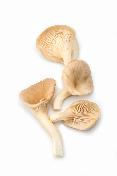 funghi: funghi ostrica isolati su sfondo bianco - oyster mushroom edible mushroom fungus vegetable foto e immagini stock