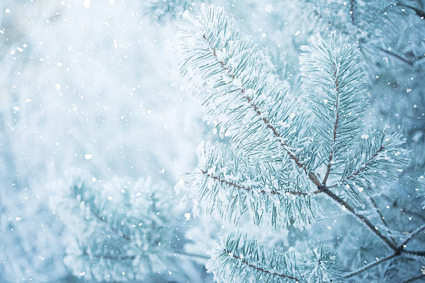 istock Winter scene - snowfall in the woods 623907156