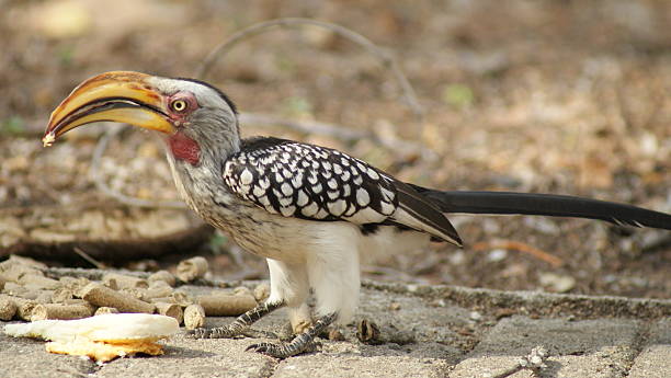 Hornbill African Hornbill eating hornbill stock pictures, royalty-free photos & images