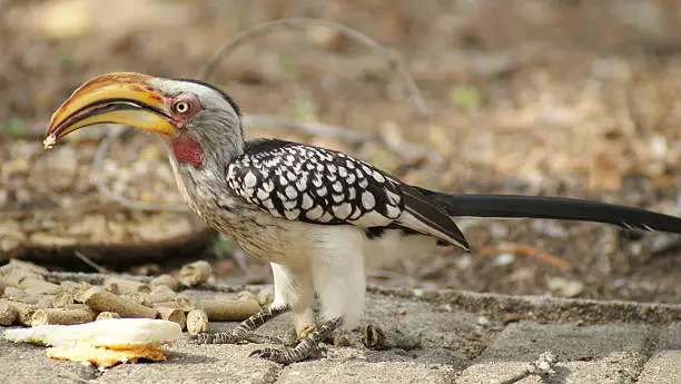 African Hornbill eating