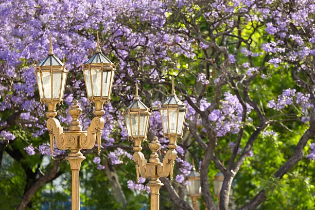 Argentina Buenos Aires streetlamp jacaranda tree in spring at Plaza Once ( Plaza de Miserere )