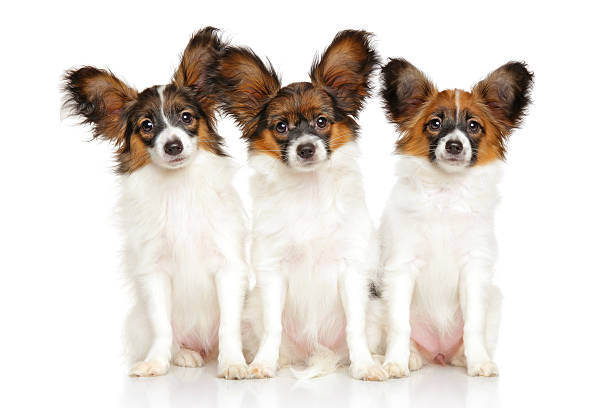 istock Papillon dog puppies 623908320