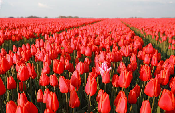 istock one pink tulip among red in field 623909370