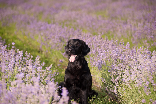 Cute purebred dog (flat coated retriever) in a beautiful purple lavender field. 