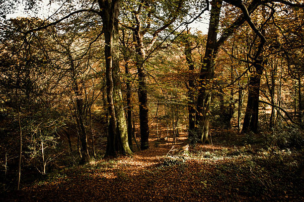 istock mature woodland in autumn 623909964