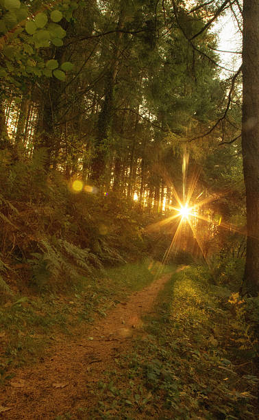 istock mature woodland in autumn 623910082