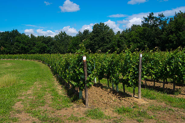 colina cultivarse con viñedo circular - sharecropper fotografías e imágenes de stock