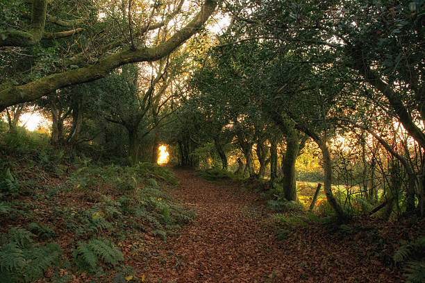 istock mature woodland in autumn 623910222