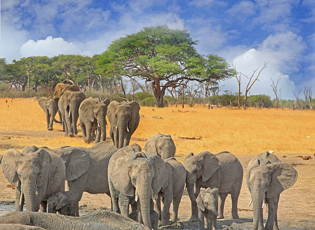 istock Large herd of elephants walking on the Hwange plains 623911228