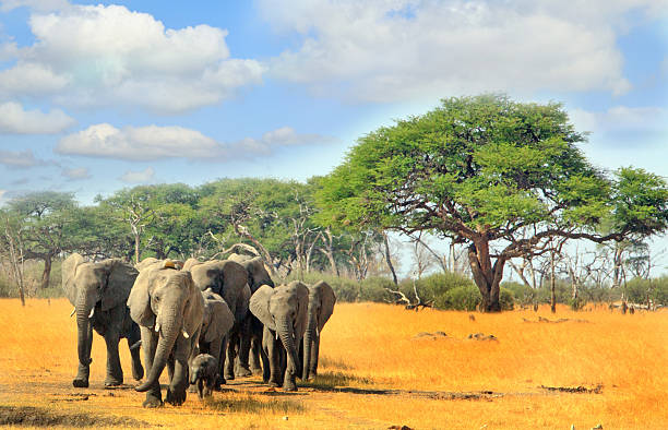 herd of elephants with a blue cloudy sky and trees - hwange national park imagens e fotografias de stock
