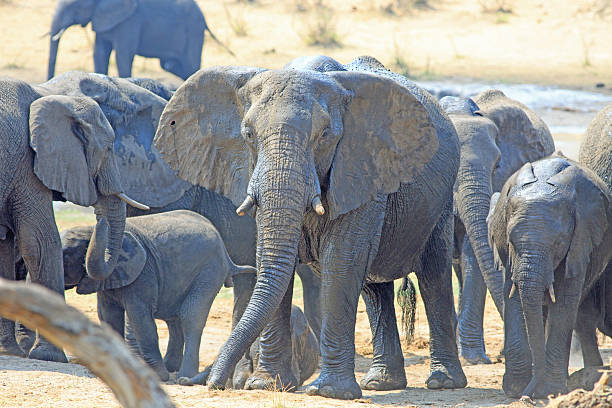 istock Herd of Elephants standing next to a waterhole 623911358