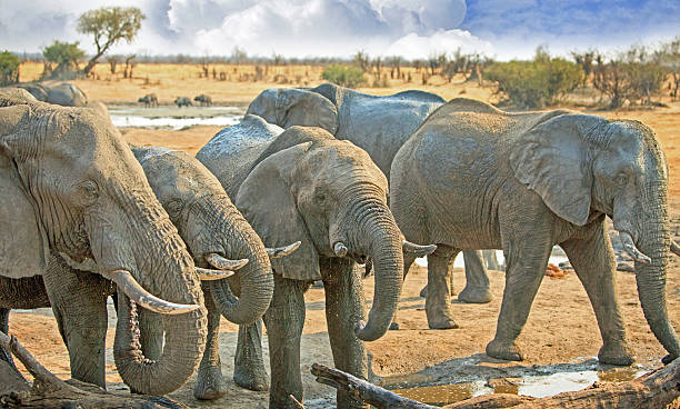 istock Herd of elephants drinking from camp waterhole 623911462
