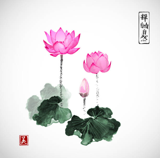 Lotus flowers hand drawn with ink Lotus flowers hand drawn with ink. Contains hieroglyphs - zen, freedom, nature, beauty. Traditional Japanese ink painting sumi-e lotus water lily illustrations stock illustrations