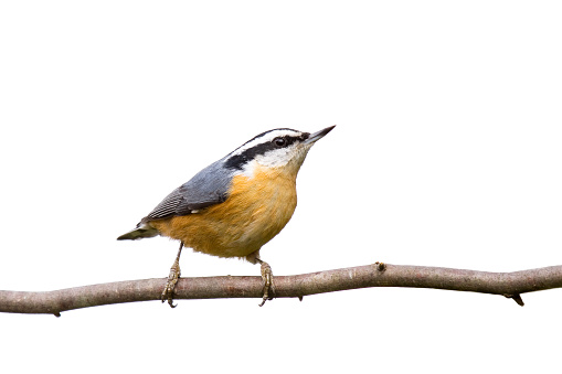 red-breasted nuthatch perched on a branch in search of food; white background