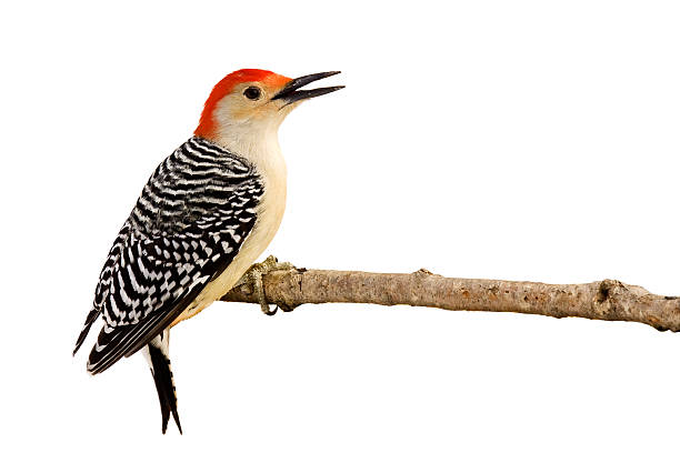 istock profile of red-bellied woodpecker with beak open 623912134