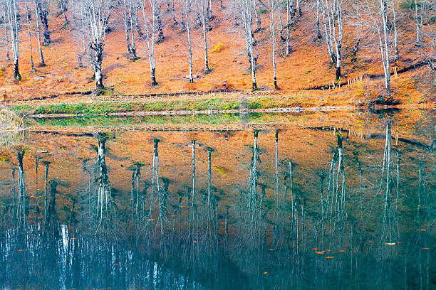 istock Reflection of trees in the water 623912462