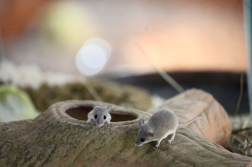 Two African Pygmy Mouse in the zoo