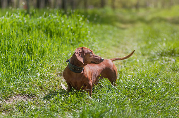 truco dachshund en el césped con hierba verde - dachshund dog reliability animal fotografías e imágenes de stock