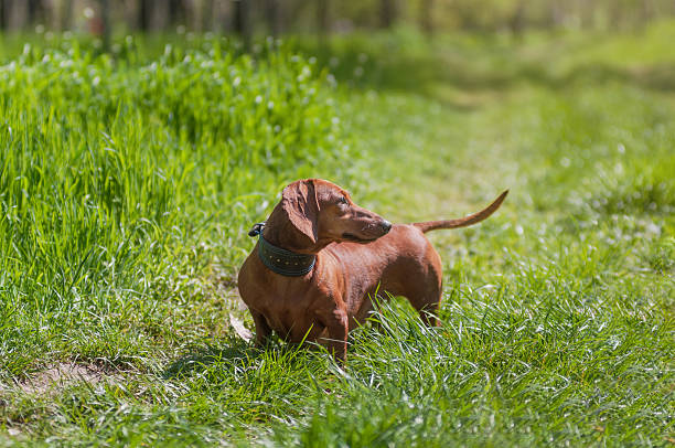 trick dachshund at the lawn with green grass - dachshund dog reliability animal imagens e fotografias de stock