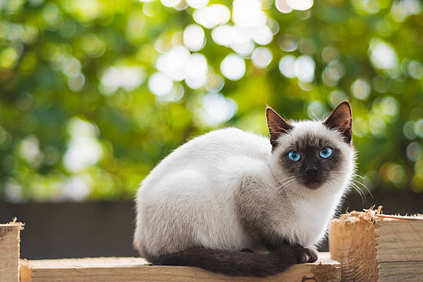 istock Blue eyed cat sits on wood planks 623920998