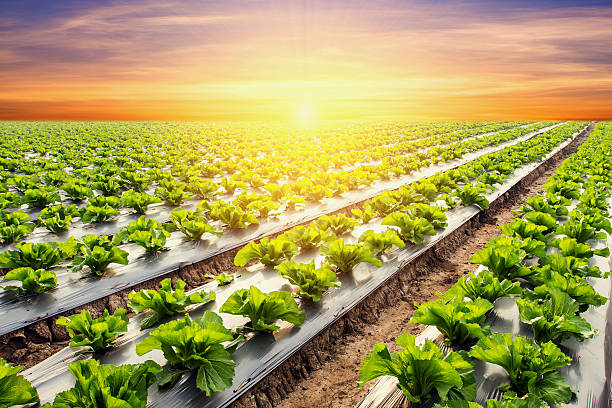 istock lettuce plant on field vegetable and agriculture sunset 623921038