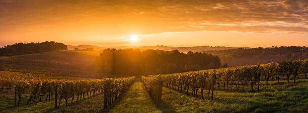 istock Vineyard Sunrise - Bordeaux Vineyard 623921078