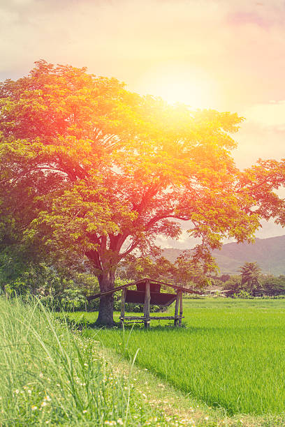 Beautiful rice field with hut and big tree landscape, summer relax to nature concept.