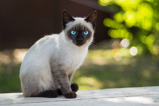 istock Blue eyed cat looks at the camera 623921442