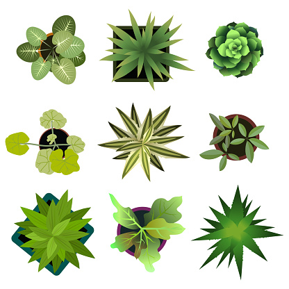 Top view. plants Easy copy paste in your landscape design projects or architecture plan. Isolated flowers on white background. Vector eps 10