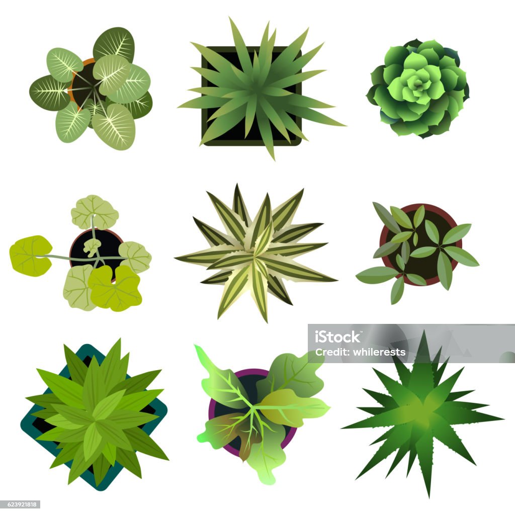 Top view. plants Easy copy paste in your landscape design Top view. plants Easy copy paste in your landscape design projects or architecture plan. Isolated flowers on white background. Vector eps 10 Plant stock vector