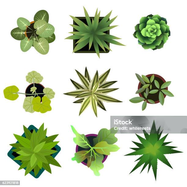 Top View Plants Easy Copy Paste In Your Landscape Design Stock Illustration - Download Image Now