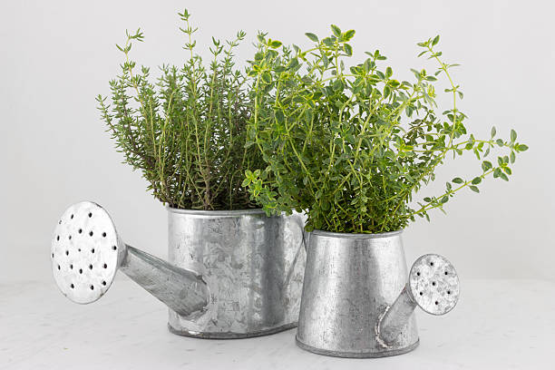 istock Freshly harvested bunch of thyme 623921956
