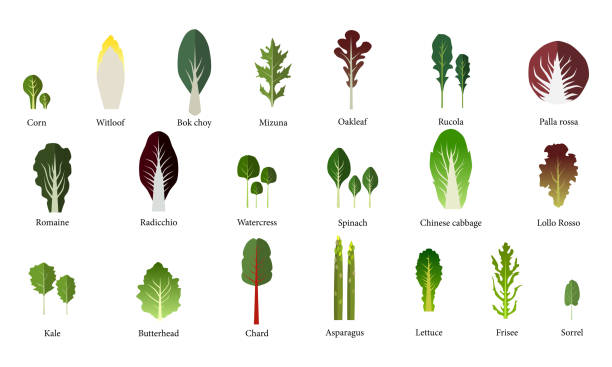 ilustraciones, imágenes clip art, dibujos animados e iconos de stock de juego de ensalazón. verduras de hoja verde. vector - arugula salad plant leaf