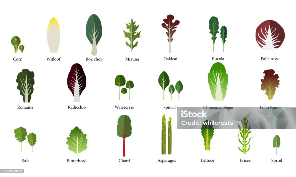 Set di insalatiera. Verdure a foglia verde. vettore - arte vettoriale royalty-free di Ravizzone