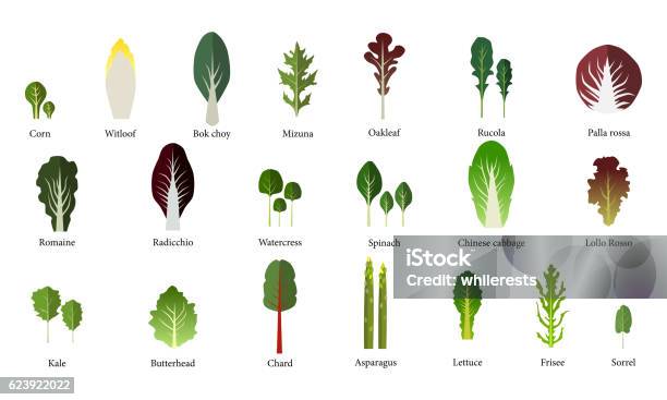 Set Di Insalatiera Verdure A Foglia Verde Vettore - Immagini vettoriali stock e altre immagini di Ravizzone