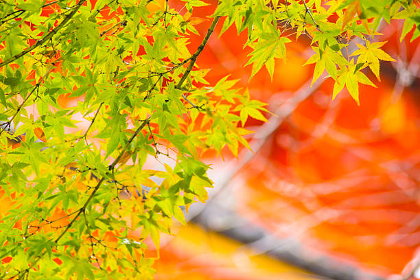 Beautiful Colorful Red Maple Leaf Vibrant Tree in Japan Travel Autumn Season at Temple in Kyoto Prefecture.